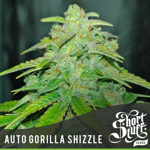 Short Stuff - Auto Gorilla Shizzle